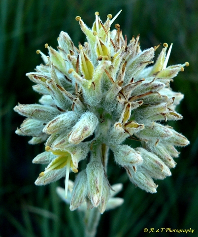 {Lachnanthes caroliniana}